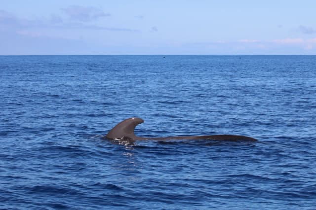 Teneryfa jakie morze? Odkryj tajemnice Oceanu Atlantyckiego Teneryfa jakie morze? Odkryj tajemnice Oceanu Atlantyckiego