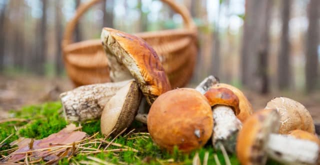 Gdzie na grzyby z noclegiem? Odkryj najlepsze miejsca na wypoczynek Gdzie na grzyby z noclegiem? Odkryj najlepsze miejsca na wypoczynek