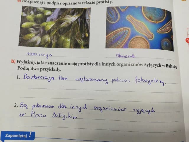 Jakie znaczenie mają protisty dla życia w Bałtyku i jego organizmów? Jakie znaczenie mają protisty dla życia w Bałtyku i jego organizmów?