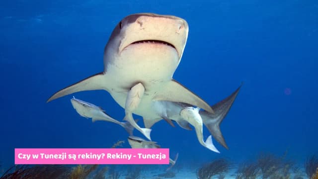 Morze Śródziemne czy są rekiny? Bezpieczne kąpiele w wodach mórz Morze Śródziemne czy są rekiny? Bezpieczne kąpiele w wodach mórz